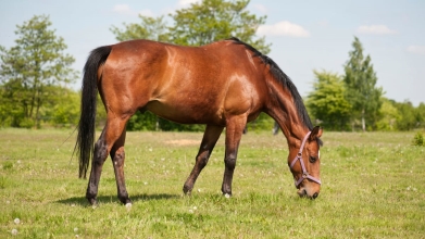 Equine Digestive Aid Research - Business Solutions for Equine Practitioners  | EquiManagement